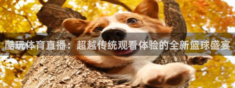 酷玩体育直播：超越传统观看体验的全新篮球盛宴