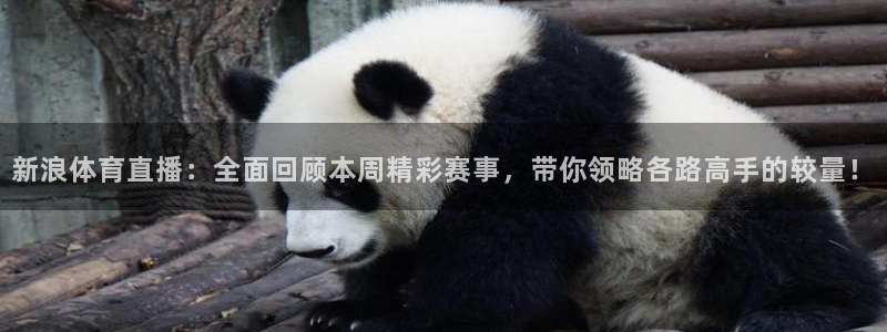 新浪体育直播：全面回顾本周精彩赛事，带你领略各路高手的较量！