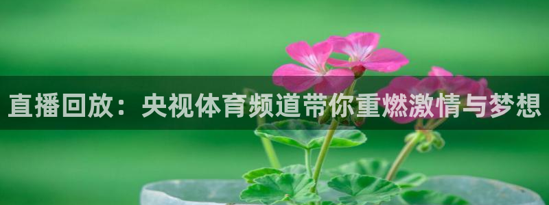 直播回放：央视体育频道带你重燃激情与梦想