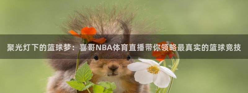 聚光灯下的篮球梦：喜哥NBA体育直播带你领略最真实的篮球竞技