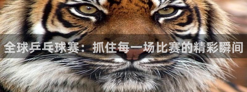全球乒乓球赛：抓住每一场比赛的精彩瞬间