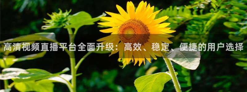 高清视频直播平台全面升级：高效、稳定、便捷的用户选择