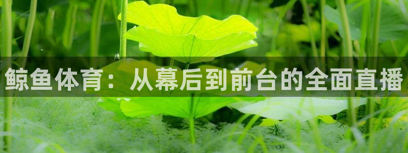 鲸鱼体育：从幕后到前台的全面直播