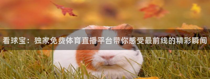 看球宝：独家免费体育直播平台带你感受最前线的精彩瞬间